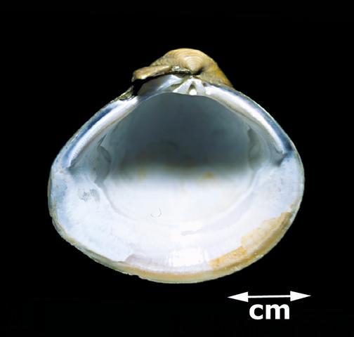 clam teeth